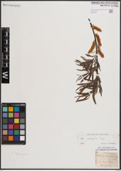 Foto von Salix eleagnos Scop.
